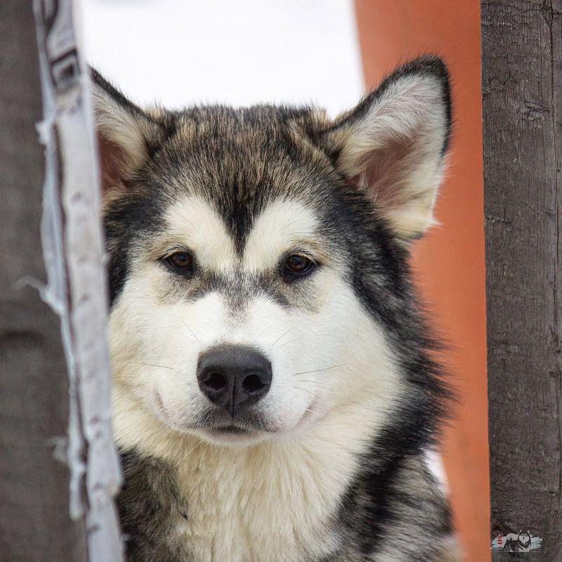 Alaskan Malamute