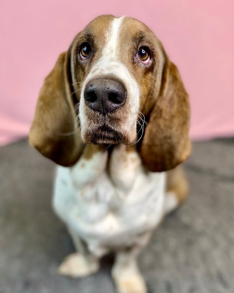 Basset Hound