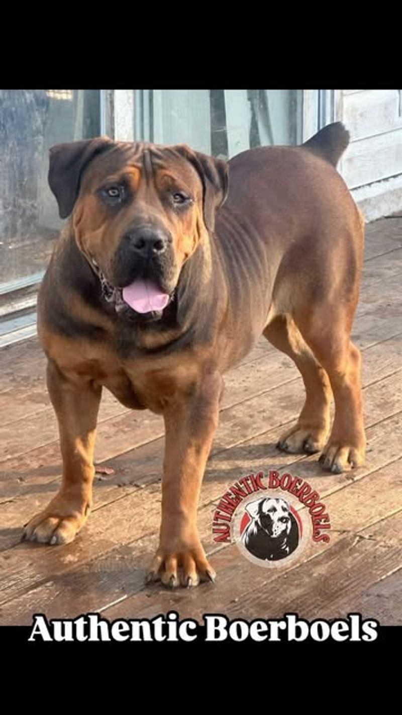 Boerboel