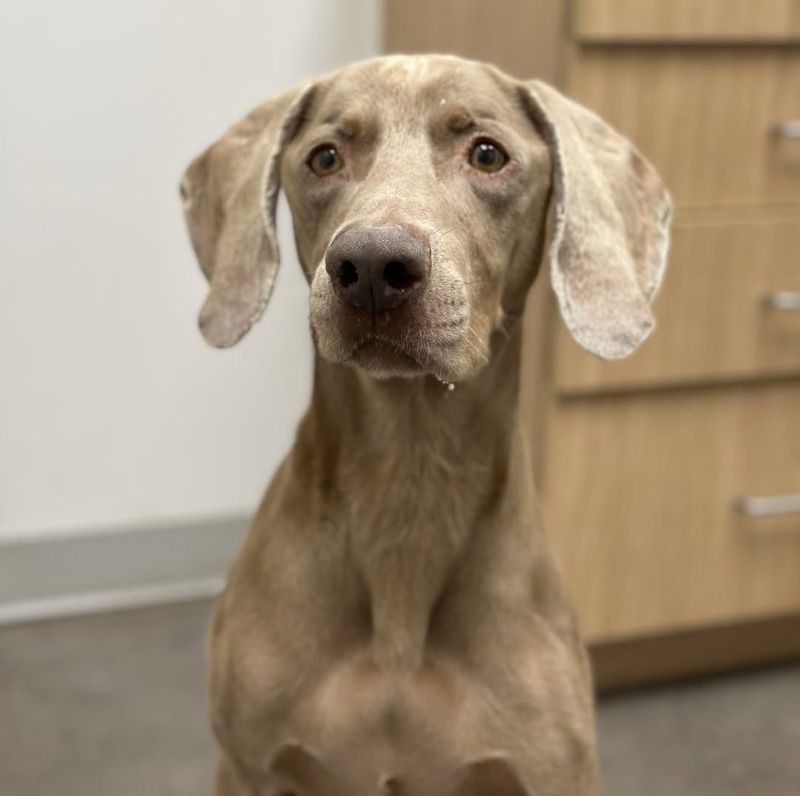 Weimaraner