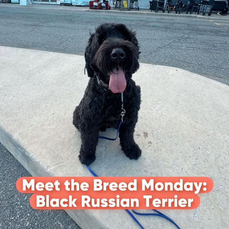 Black Russian Terrier