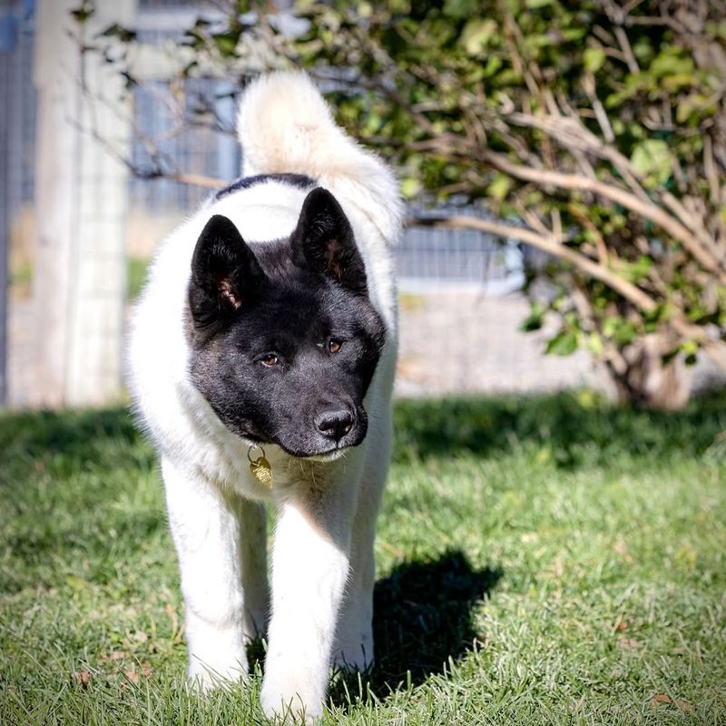 Akita