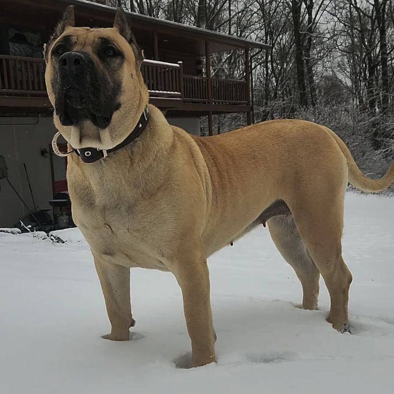 Presa Canario