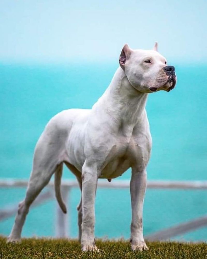 Dogo Argentino