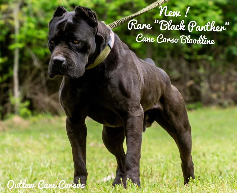 Cane Corso