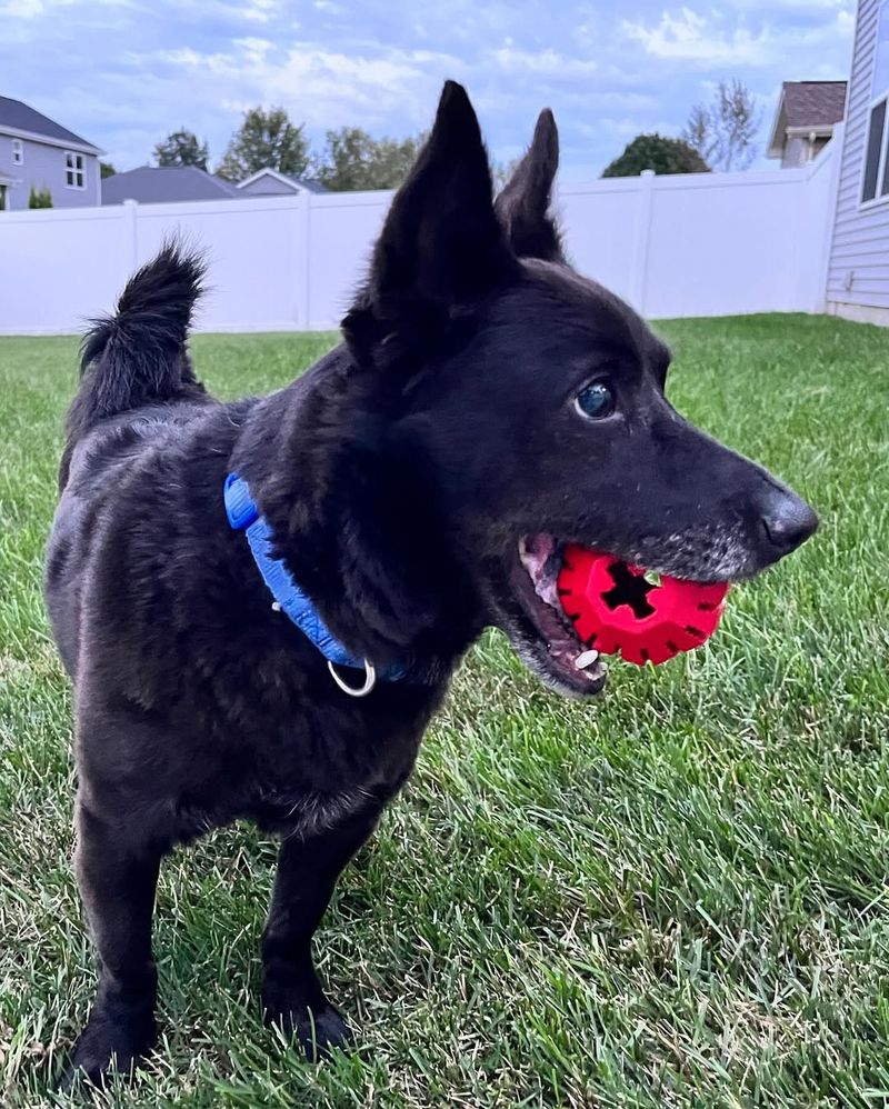 Schipperke