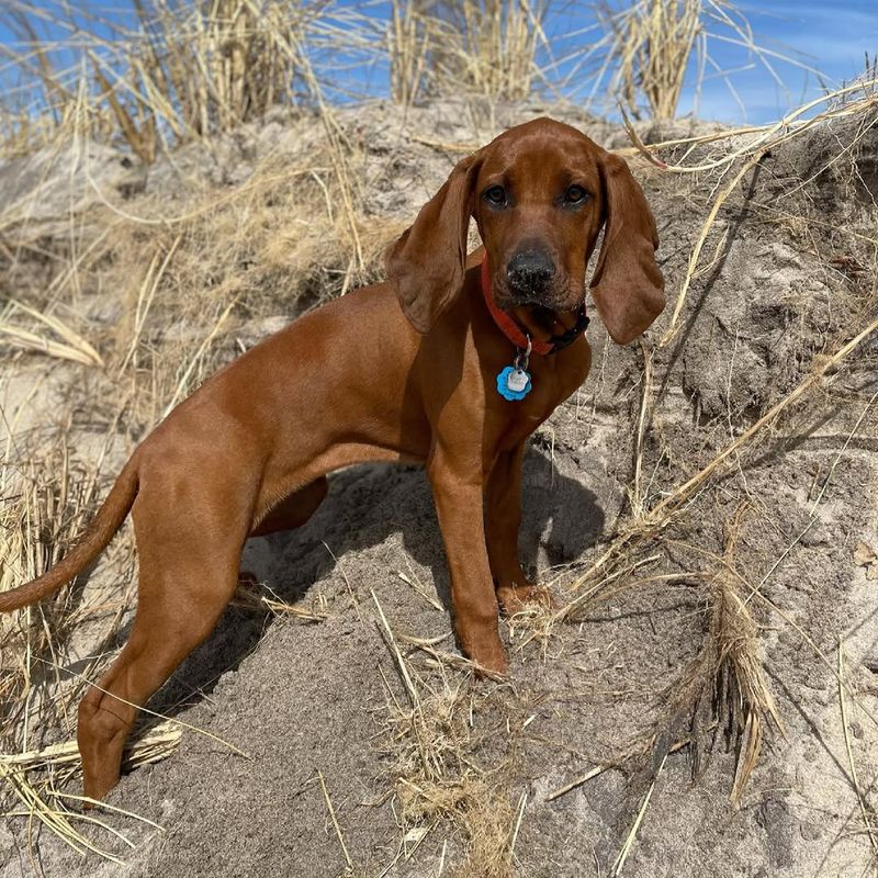 Redbone Coonhound