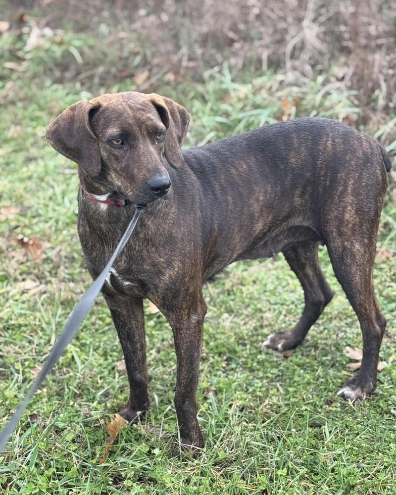 Plott Hound