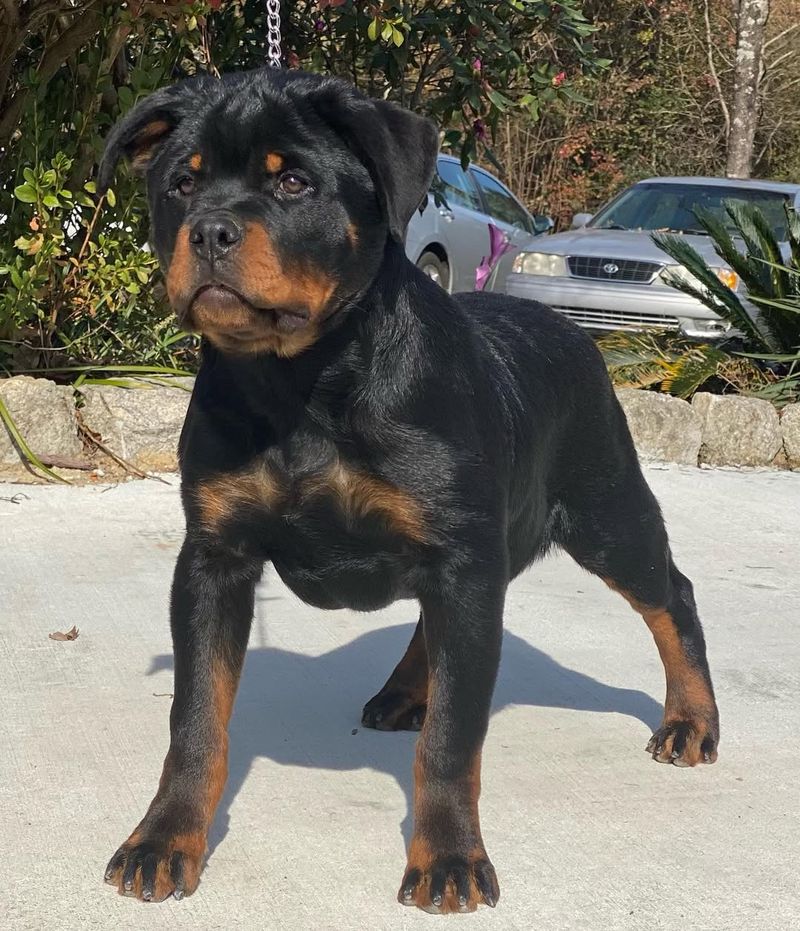 Rottweiler