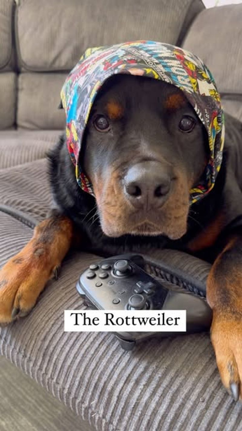 Rottweiler