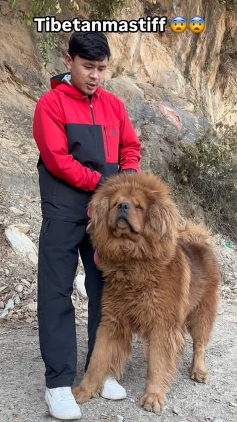 Tibetan Mastiff