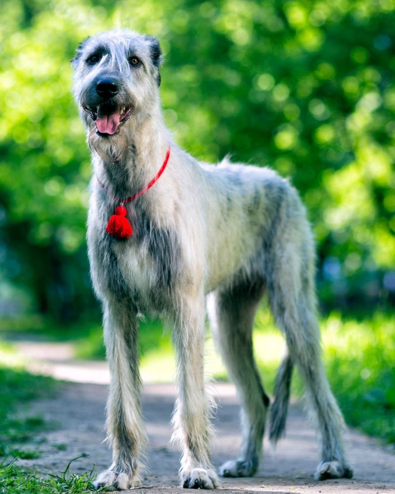 Irish Wolfhound