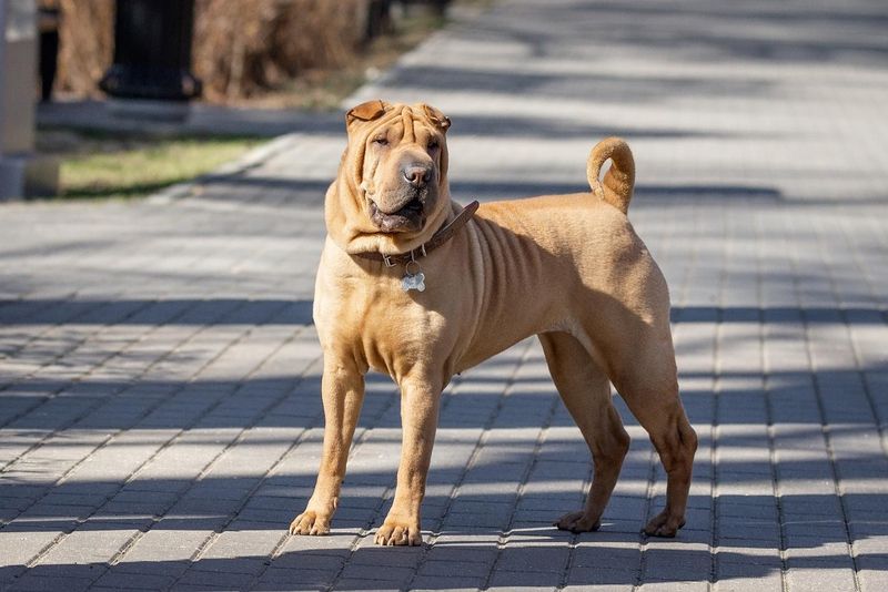 Shar Pei