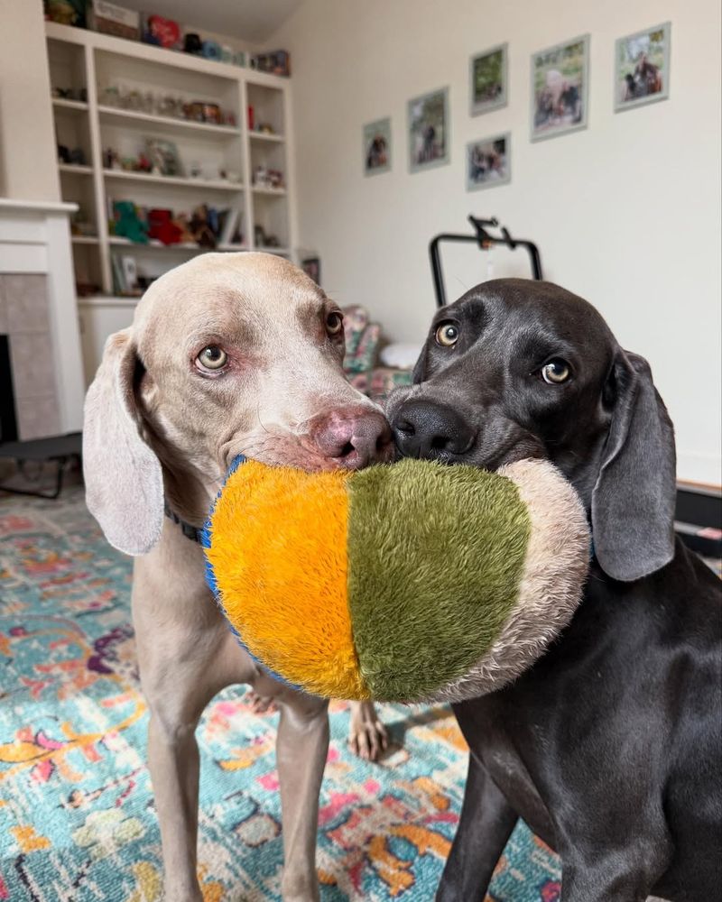 Weimaraner