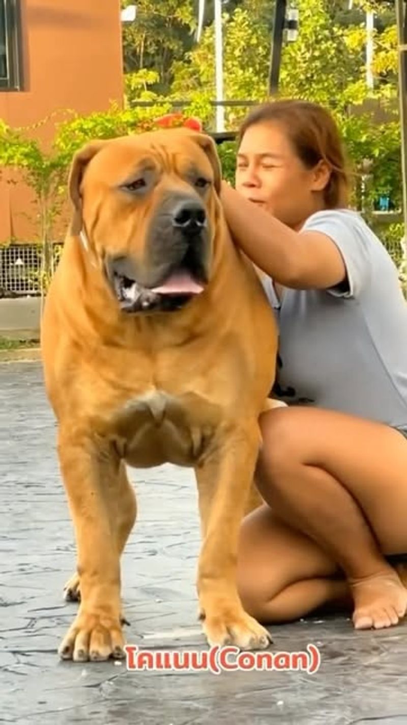 Boerboel