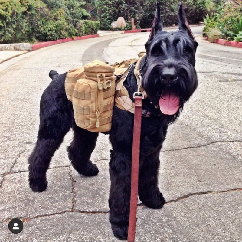 Giant Schnauzer