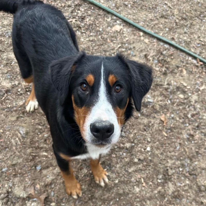 Greater Swiss Mountain Dog