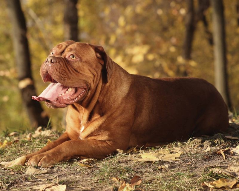 Dogue de Bordeaux