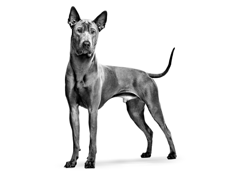 Thai Ridgeback