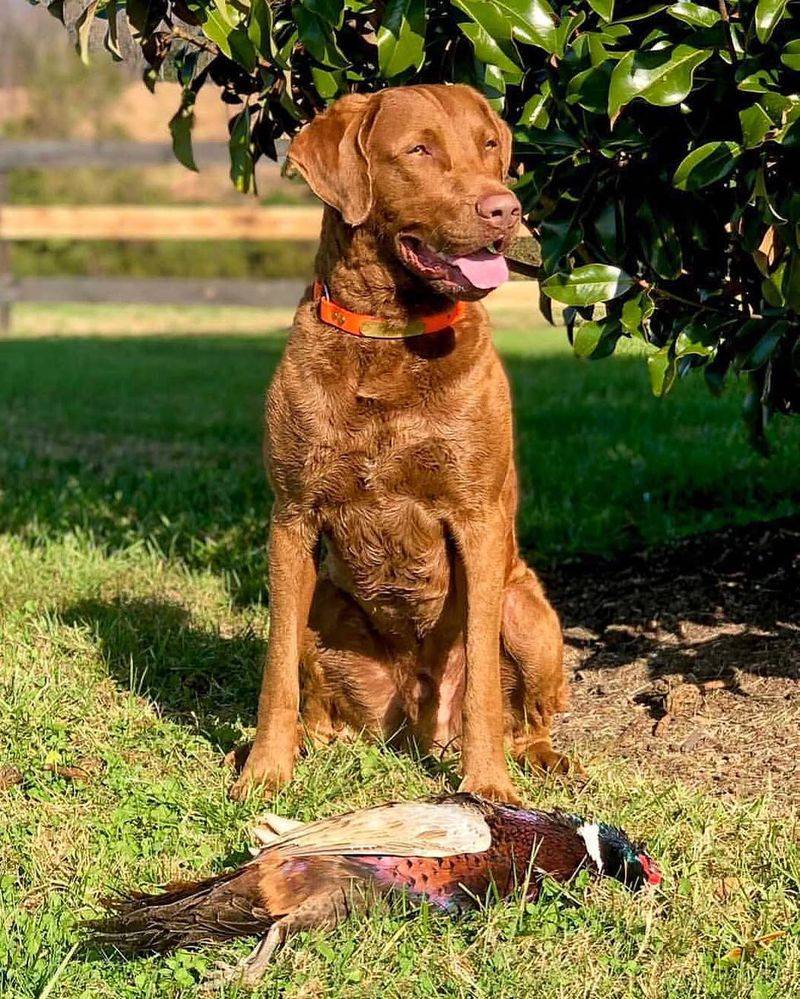 Chesapeake Bay Retriever