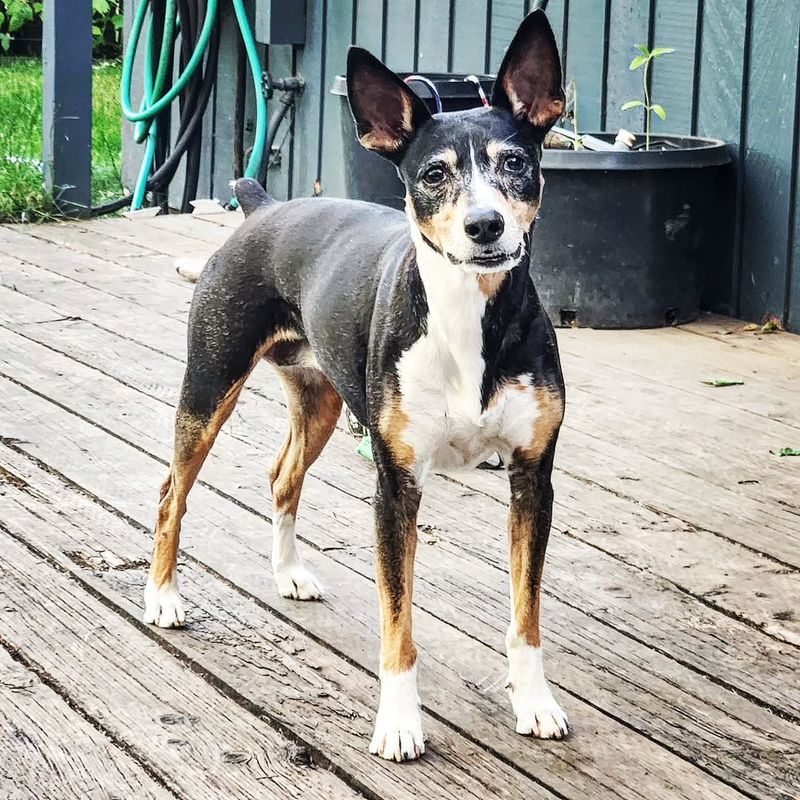 Rat Terrier