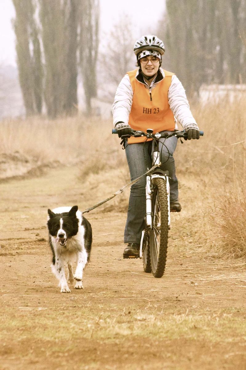 Border Collie