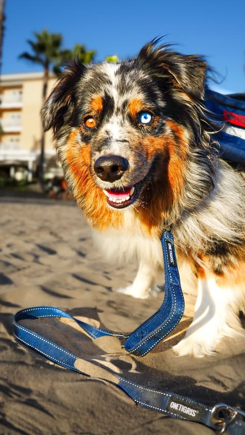 Australian Shepherd