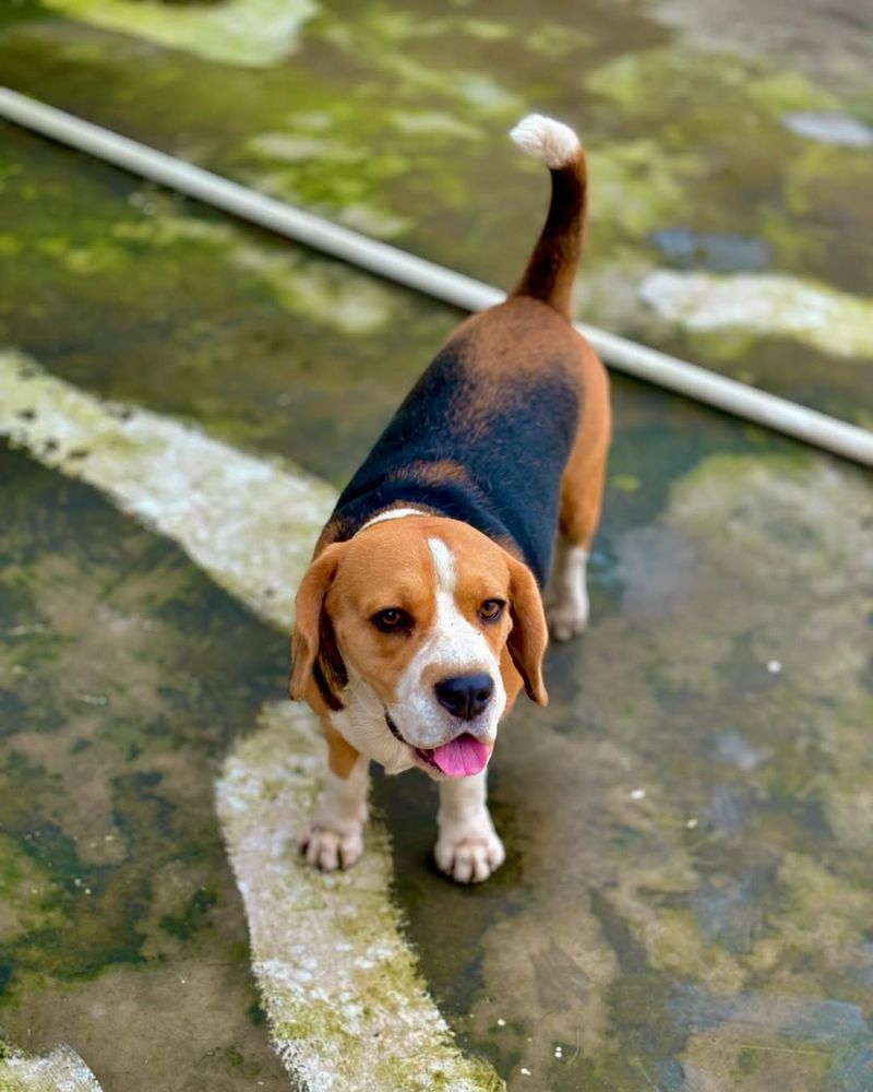 Beagle