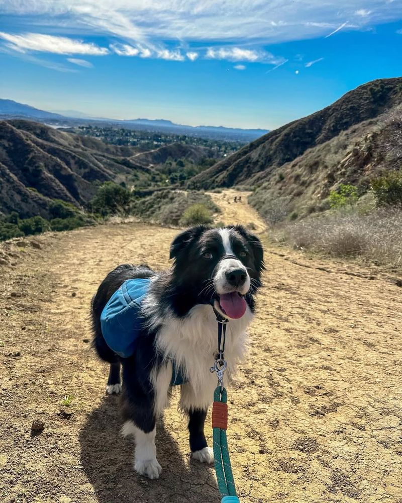 Border Collie