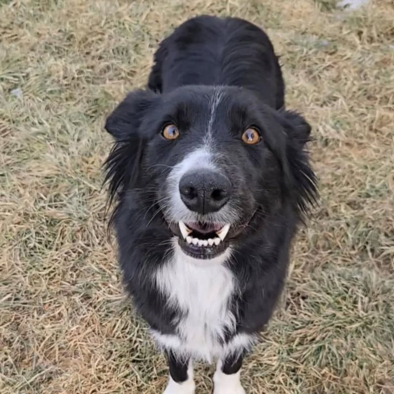 Border Collie