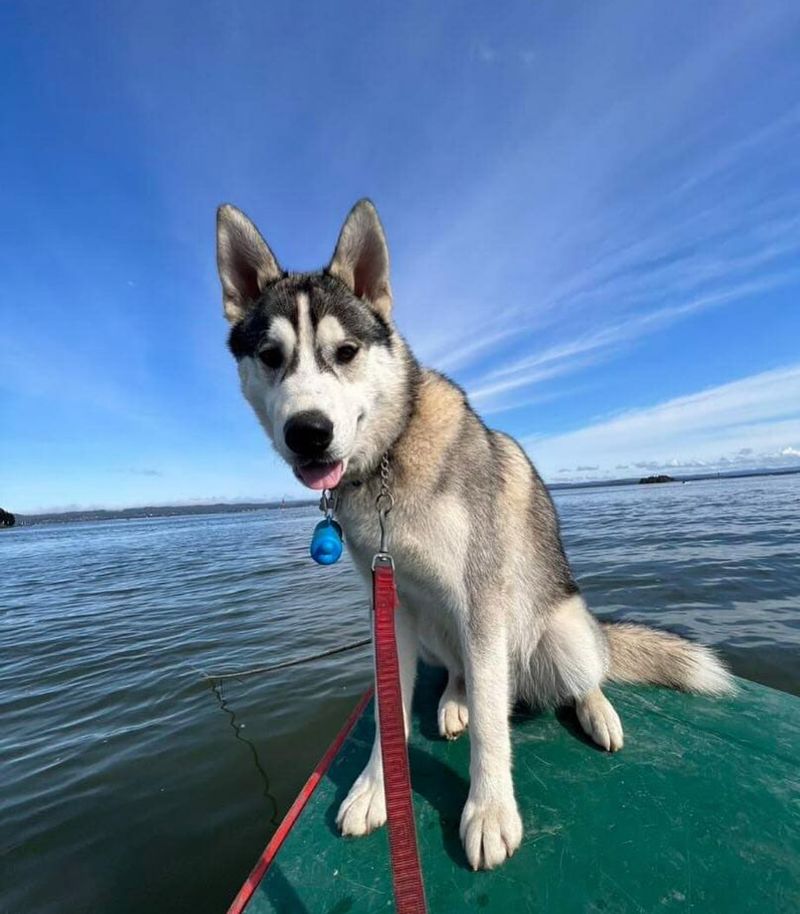 Siberian Husky