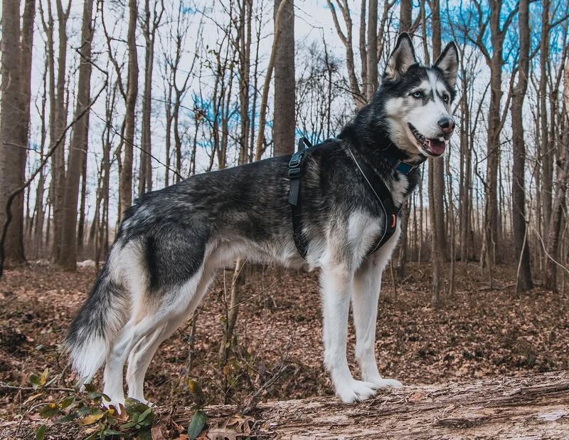 Siberian Husky