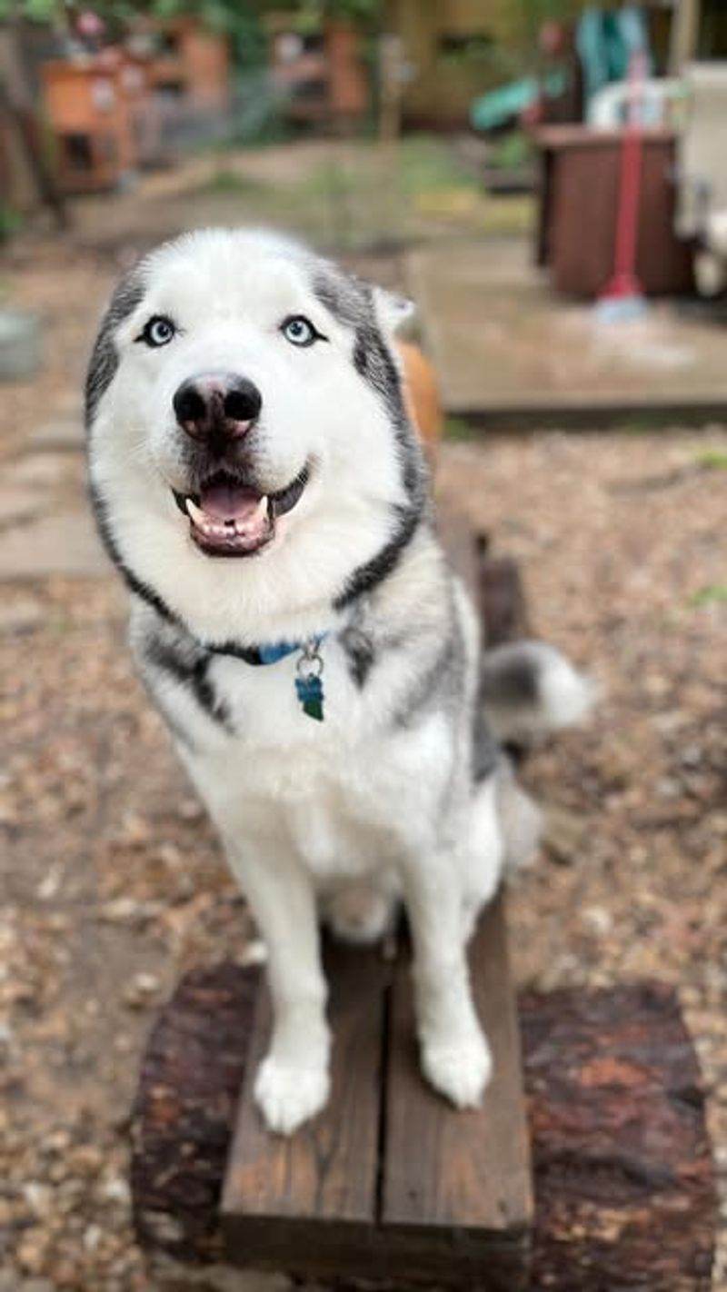 Siberian Husky