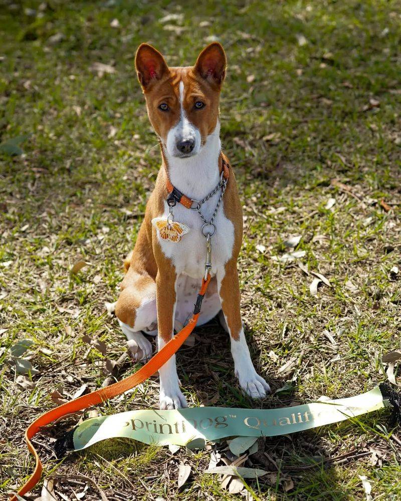 Basenji