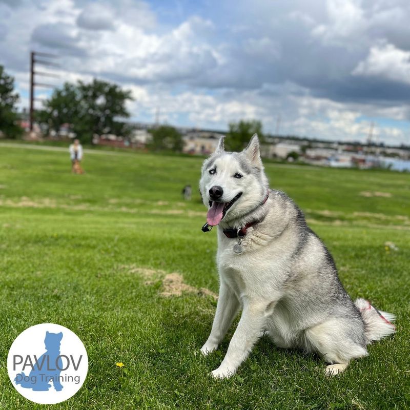 Siberian Husky