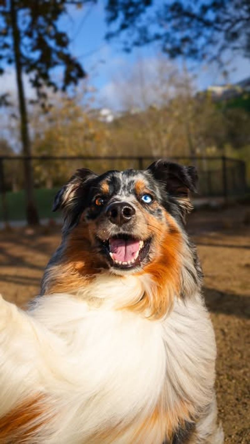 Australian Shepherd