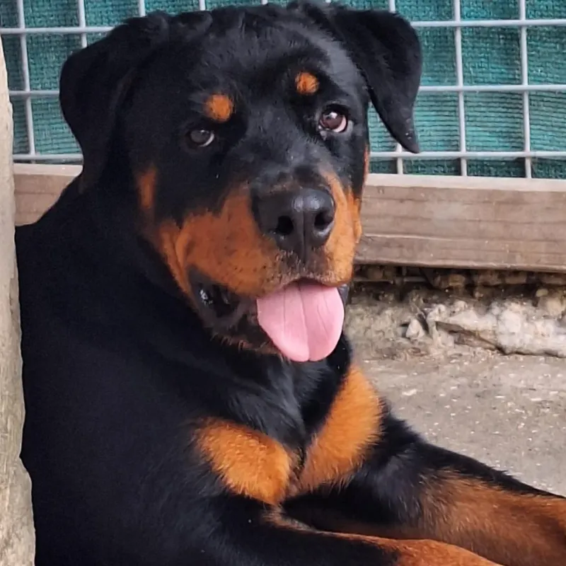 Rottweiler