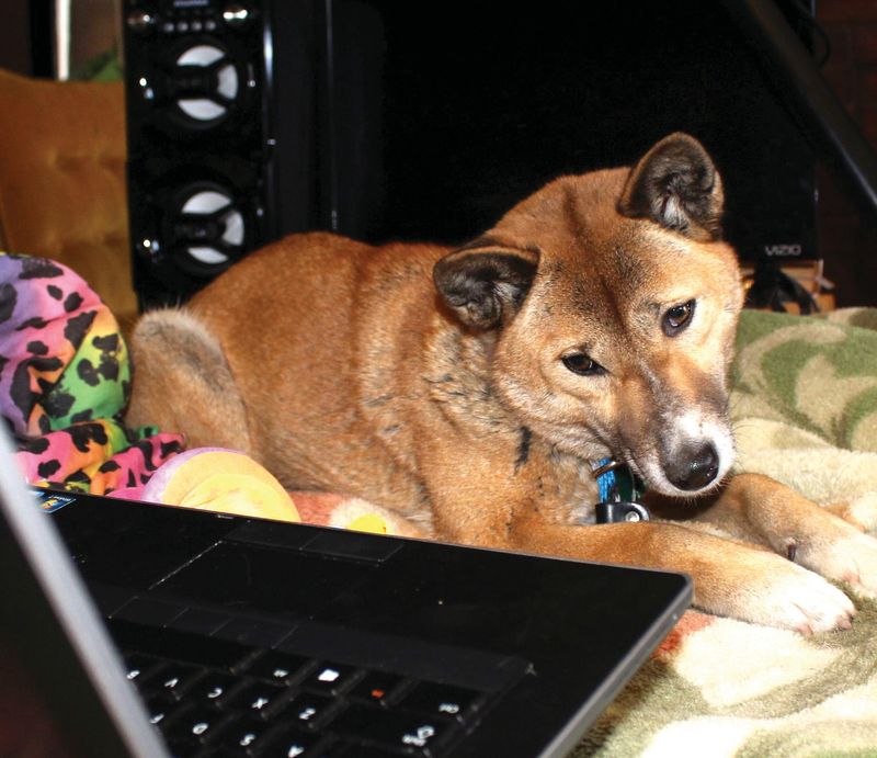 New Guinea Singing Dog