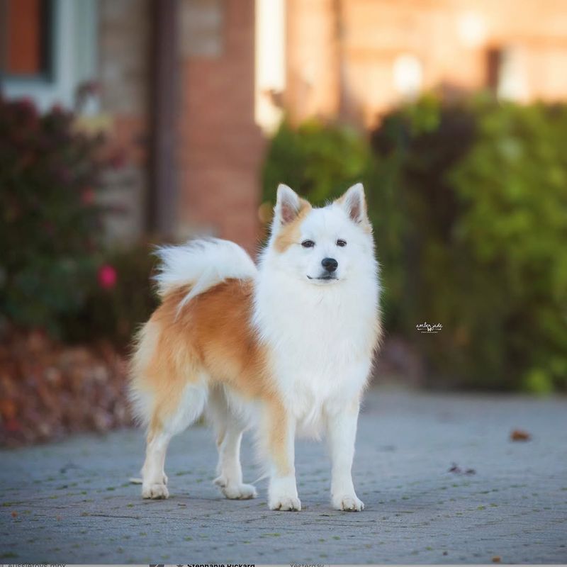 Icelandic Sheepdog