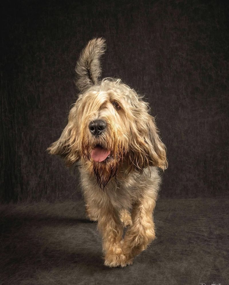 Otterhound