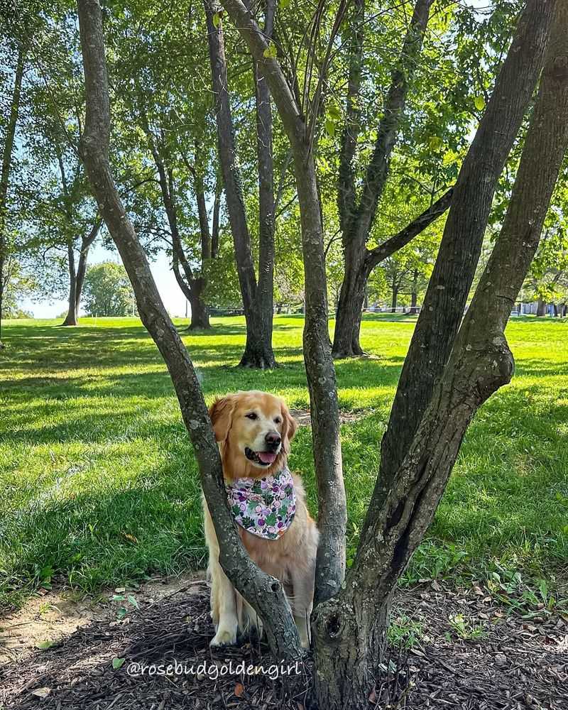 Plant a Tree in Their Honor