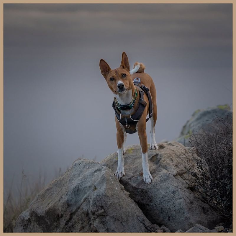 Basenji