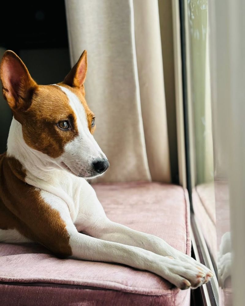 Basenji