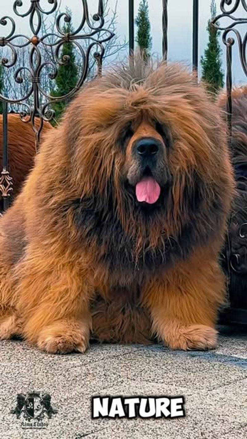 Tibetan Mastiff