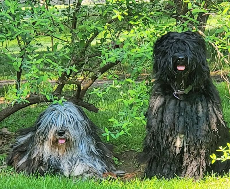 Bergamasco Sheepdog