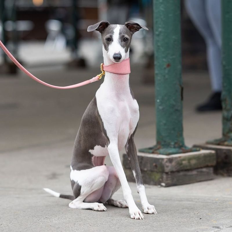 Italian Greyhound