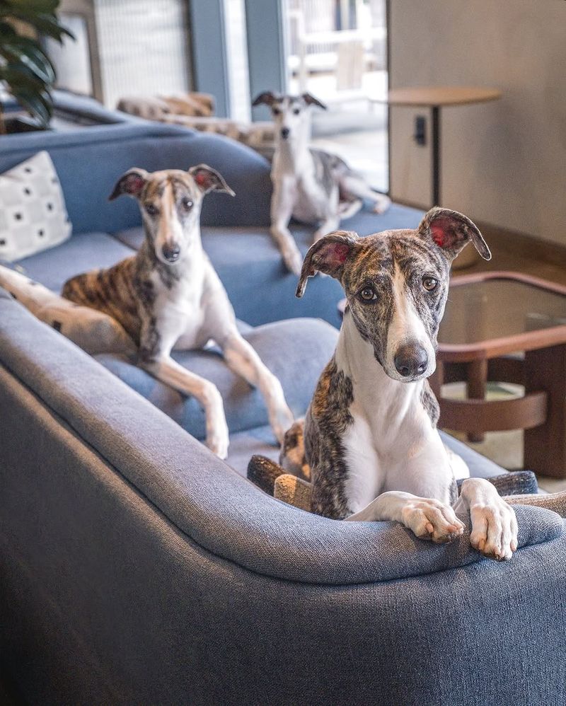 Whippet