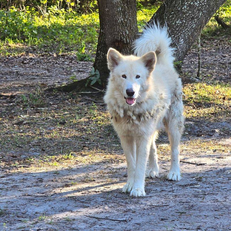 Alaskan Malamute