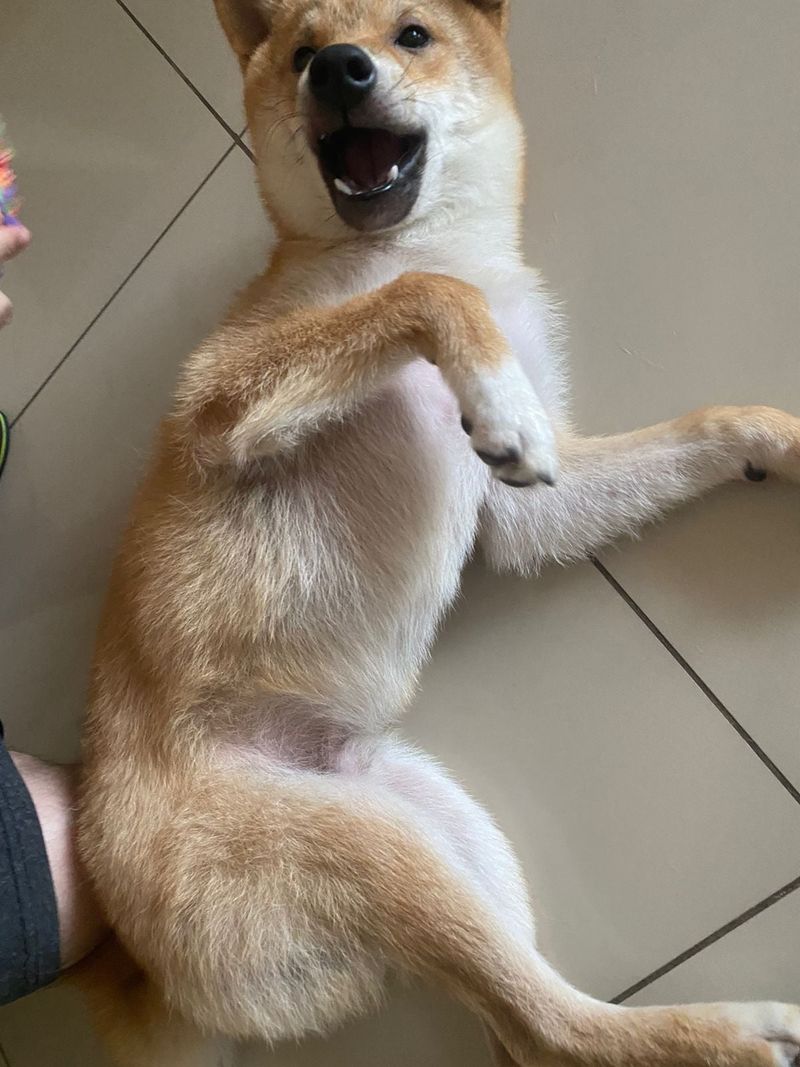 Shiba Inu