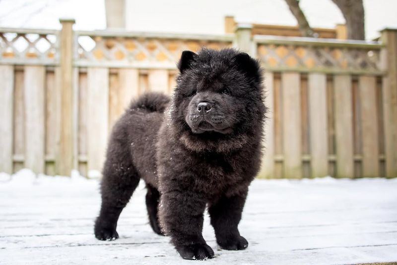 Chow Chow